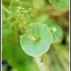 Claytonia perfoliata -- Tellerkraut